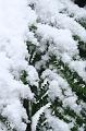Snow on tree ferns, Sassafras IMG_7589